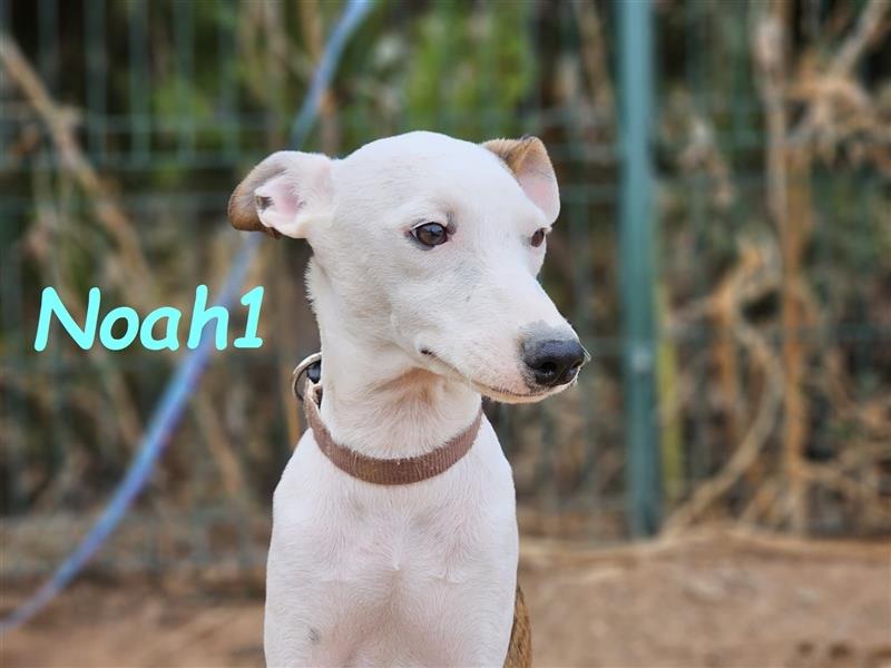 Noah1 05/2024 (ESP) - lustiger und hübscher Bodeguero-Galgo-Whippet-Mix Welpe!