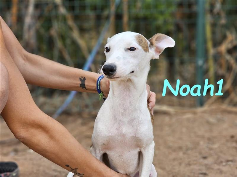 Noah1 05/2024 (ESP) - lustiger und hübscher Bodeguero-Galgo-Whippet-Mix Welpe!