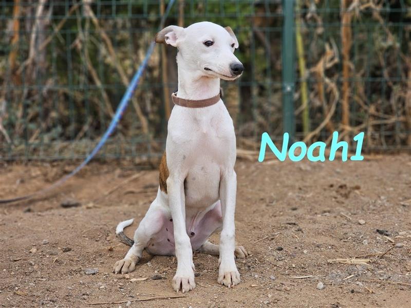 Noah1 05/2024 (ESP) - lustiger und hübscher Bodeguero-Galgo-Whippet-Mix Welpe!