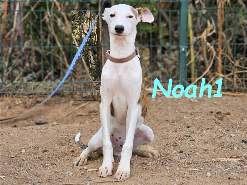 Noah1 05/2024 (ESP) - lustiger und hübscher Bodeguero-Galgo-Whippet-Mix Welpe!