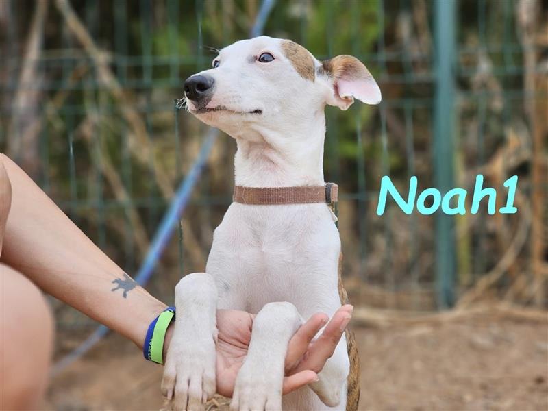 Noah1 05/2024 (ESP) - lustiger und hübscher Bodeguero-Galgo-Whippet-Mix Welpe!