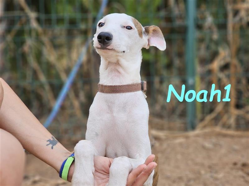 Noah1 05/2024 (ESP) - lustiger und hübscher Bodeguero-Galgo-Whippet-Mix Welpe!