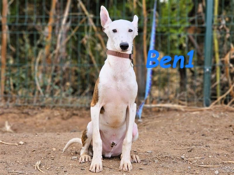 Ben1 05/2024 (ESP) - kleiner lustiger Bodeguero-Galgo-Whippet-Mix möchte nicht allein zurückbleiben!