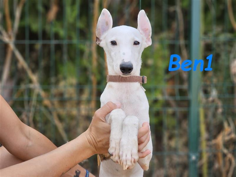 Ben1 05/2024 (ESP) - kleiner lustiger Bodeguero-Galgo-Whippet-Mix möchte nicht allein zurückbleiben!