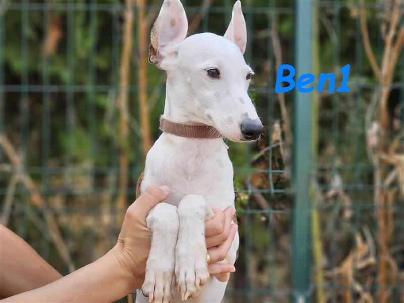 Ben1 05/2024 (ESP) - kleiner lustiger Bodeguero-Galgo-Whippet-Mix möchte nicht allein zurückbleiben!