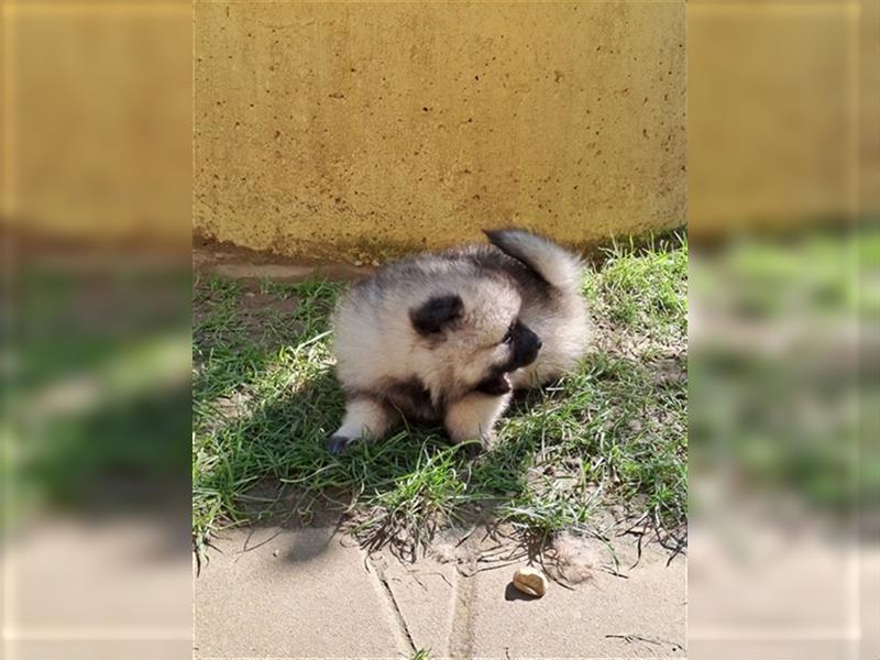 Wolfspitz Welpen 2 Mädels & 1 Junge frei !