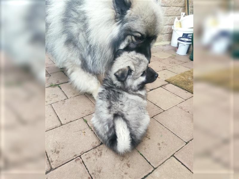 Wolfspitz Welpen 2 Mädels & 1 Junge frei !