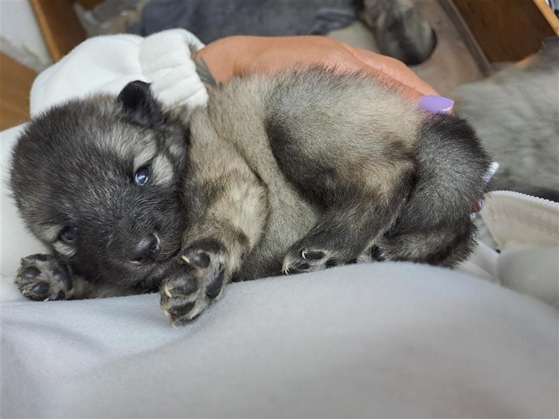 Wolfspitz Welpen 2 Mädels & 1 Junge frei !