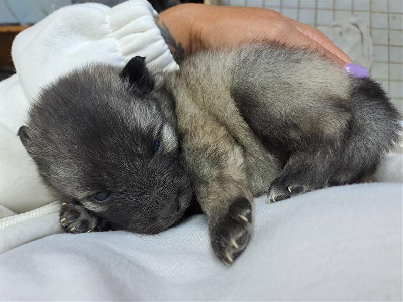 Wolfspitz Welpen 2 Mädels & 1 Junge frei !