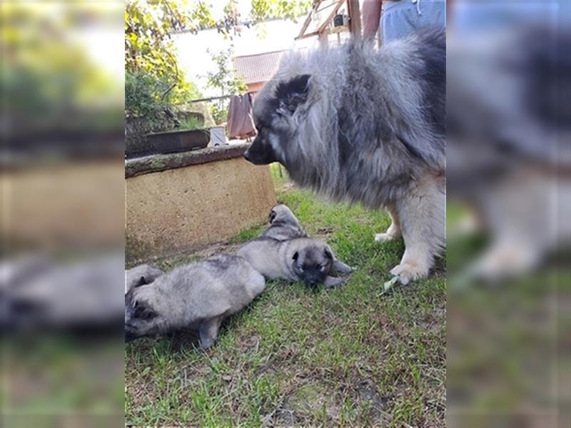 Wolfspitz Welpen 2 Mädels & 1 Junge frei !