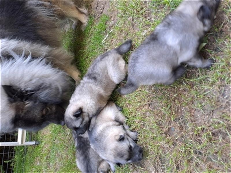 Wolfspitz Welpen 2 Mädels & 1 Junge frei !