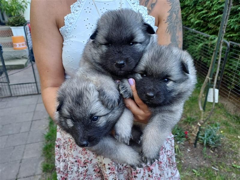 Wolfspitz Welpen 2 Mädels & 1 Junge frei !