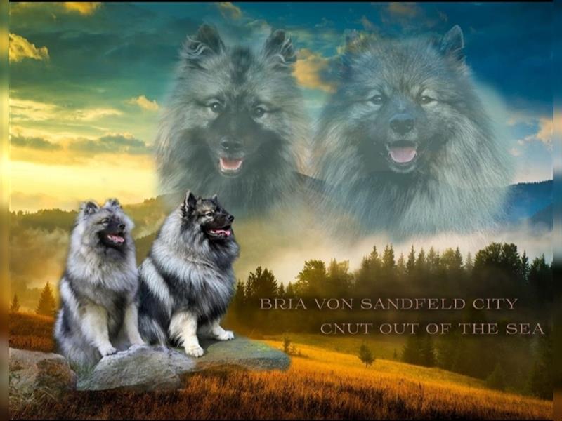Wurfankündigung von Wolfsspitzwelpen