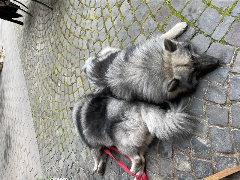 Wolfsspitz Deckrüden-kein Verkauf