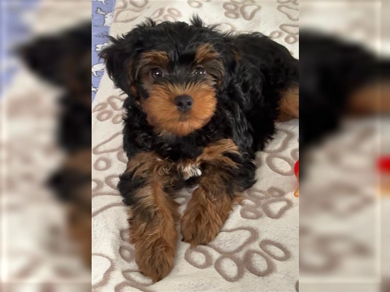 Yorkiepoo -Welpen    2 Jungs 1 Mädchen   12 Wochen     Privat