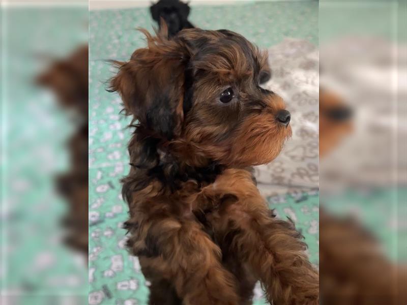 Yorkiepoo -Welpen    2 Jungs 1 Mädchen   12 Wochen     Privat