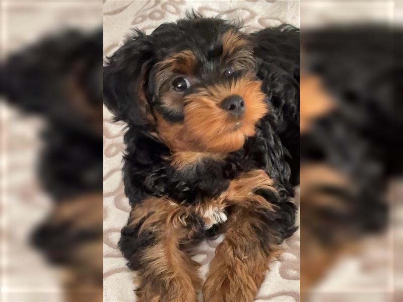 Yorkiepoo -Welpen    2 Jungs 1 Mädchen   12 Wochen     Privat