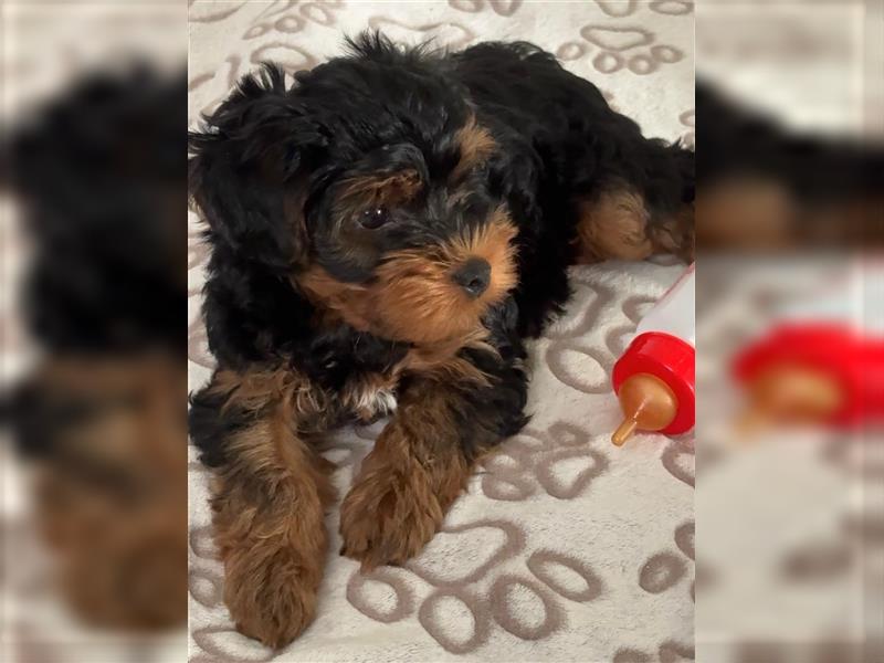 Yorkiepoo -Welpen    2 Jungs 1 Mädchen   12 Wochen     Privat