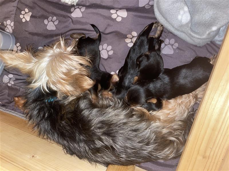 Yorkshire Terrier Welpen