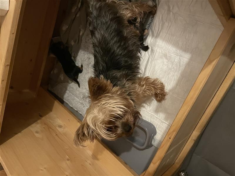 Yorkshire Terrier Welpen