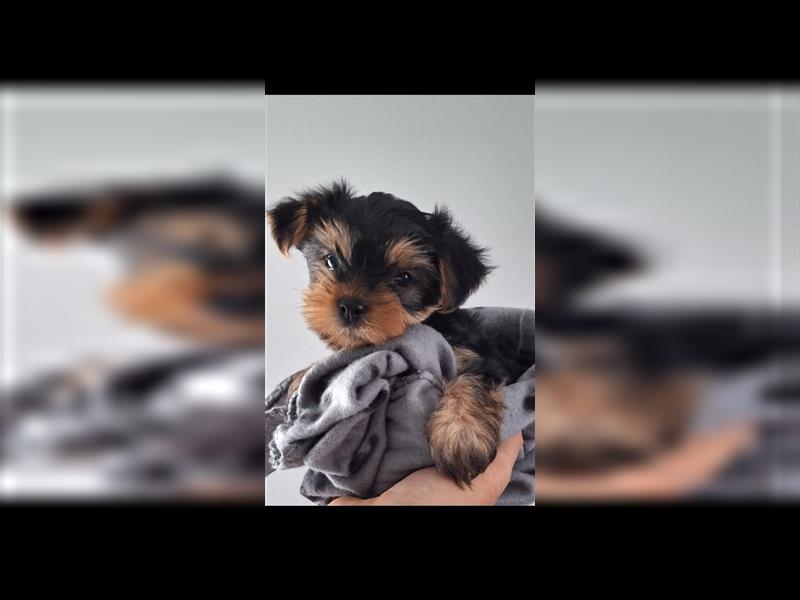 Süße Yorkshire Terrier Welpen