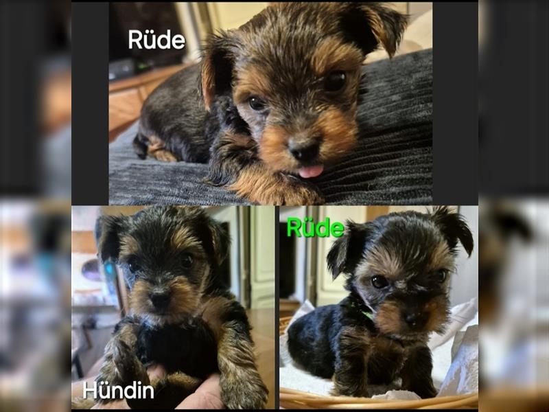 Mini Yorkshire Terrier Welpen