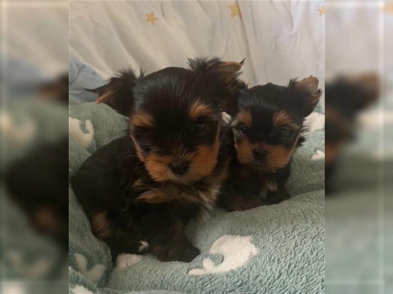 Yorkshire Terrier Welpen black and tan mit Ahnentafel