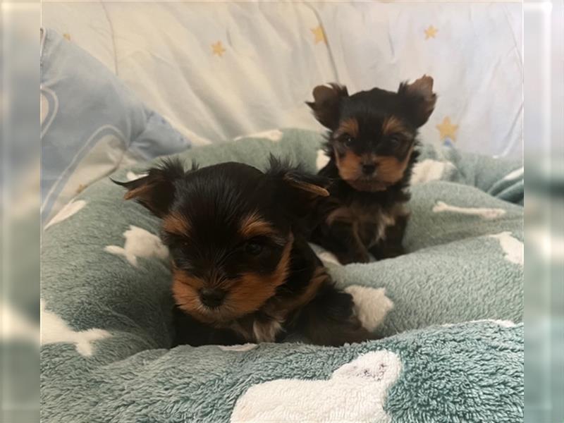 Yorkshire Terrier Welpen black and tan mit Ahnentafel