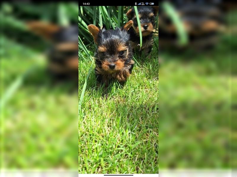 Yorkshire terrier, Yorki, Jorkširski terijer