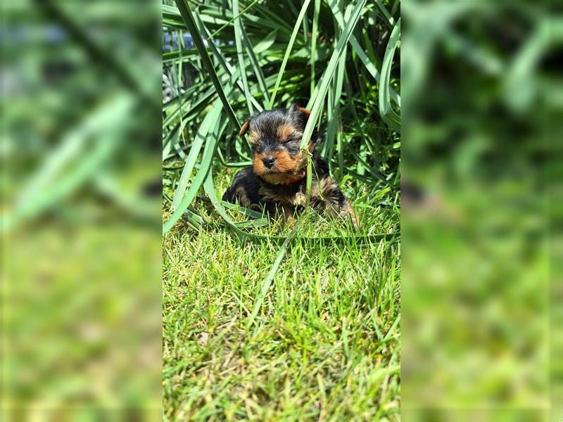 Yorkshire terrier, Yorki, Jorkširski terijer