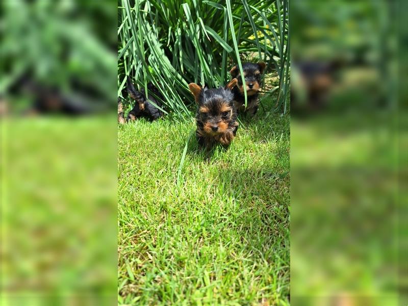 Yorkshire terrier, Yorki, Jorkširski terijer