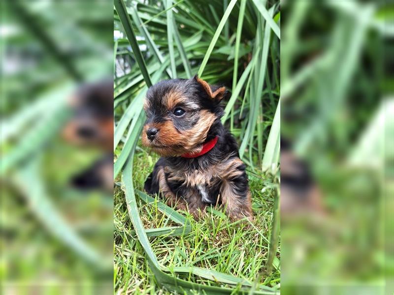 Yorkshire terrier, Yorki, Jorkširski terijer