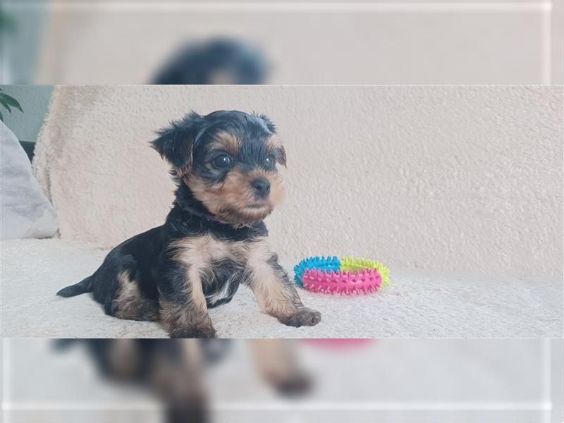 Yorkshire Terrier Welpe