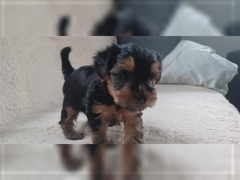 Yorkshire Terrier Welpe