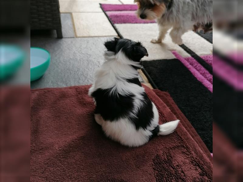 Biewer Yorkshire Terrier Welpen - keine Minis +Starterpaket