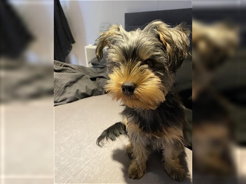 Liebevolle Yorkshire Terrier Hündin Nala sucht neues Zuhause