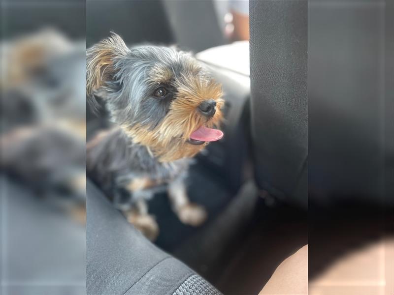 Liebevolle Yorkshire Terrier Hündin Nala sucht neues Zuhause