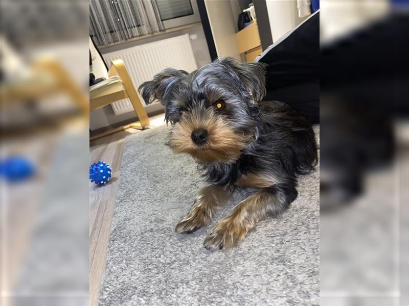 Liebevolle Yorkshire Terrier Hündin Nala sucht neues Zuhause