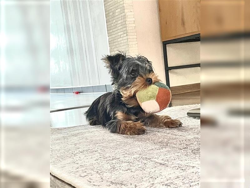 Liebevolle Yorkshire Terrier Hündin Nala sucht neues Zuhause