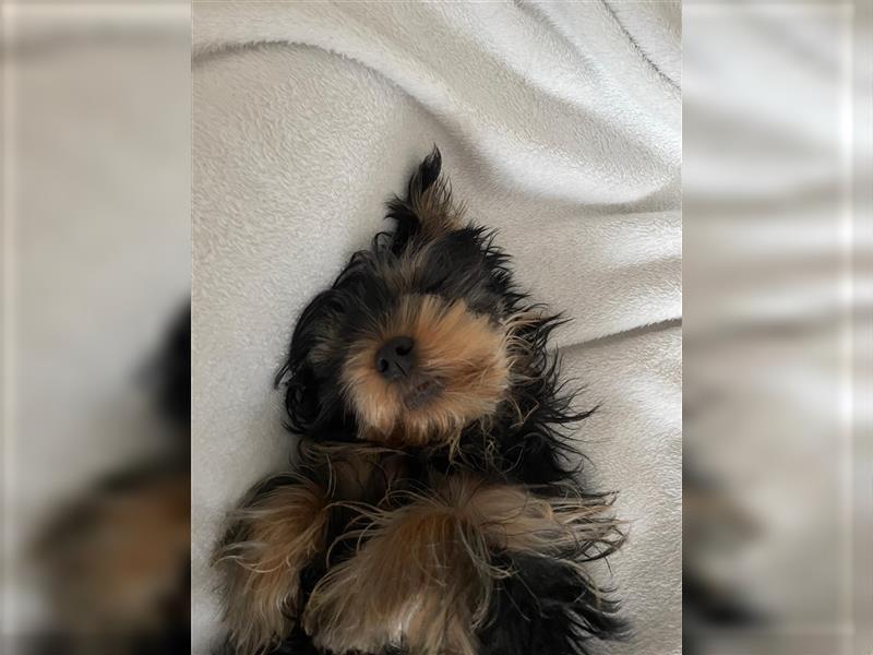 Liebevolle Yorkshire Terrier Hündin Nala sucht neues Zuhause