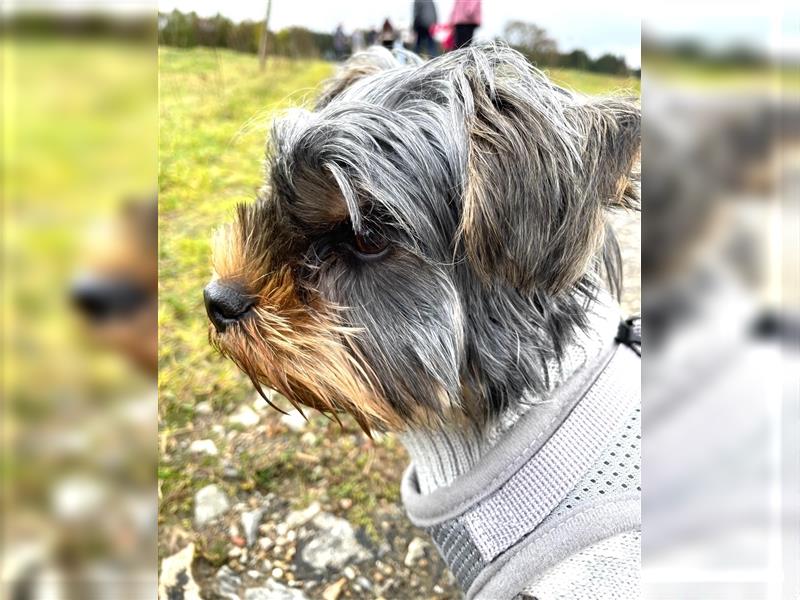 Liebevolle Yorkshire Terrier Hündin Nala sucht neues Zuhause