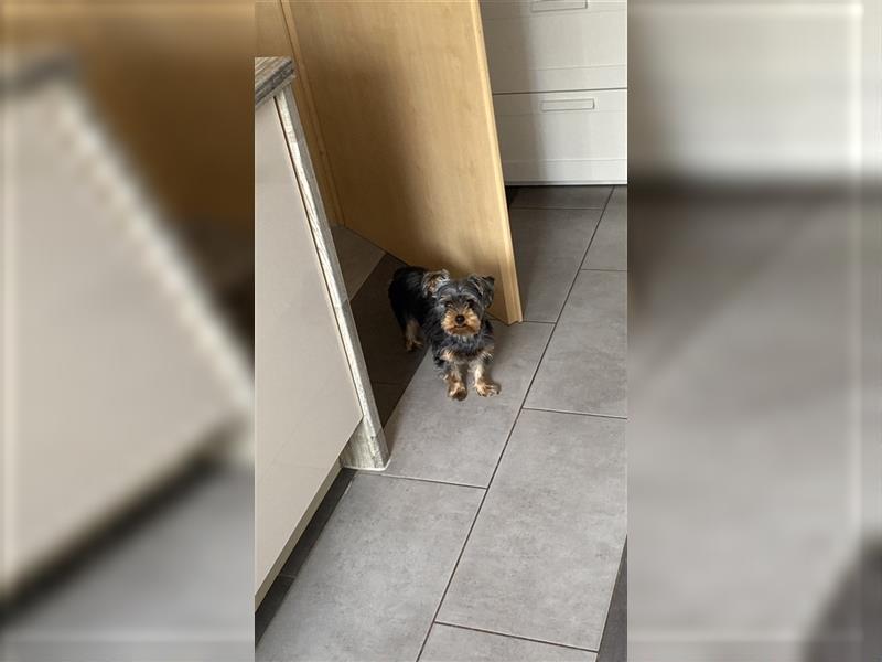 Liebevolle Yorkshire Terrier Hündin Nala sucht neues Zuhause