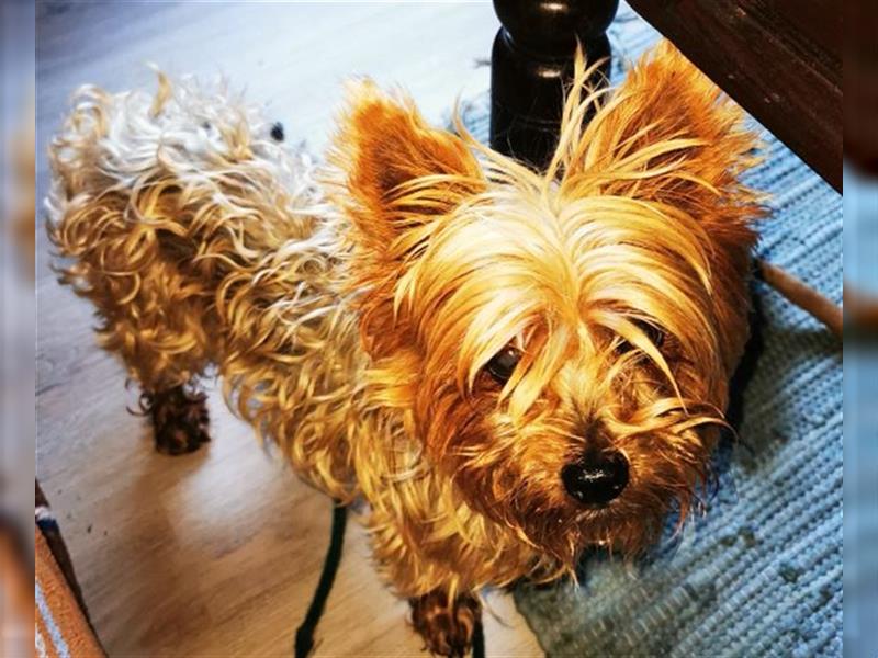 Trixie, Yorkshire Terrier, geb. 2012, goldige, kleine Seniorin