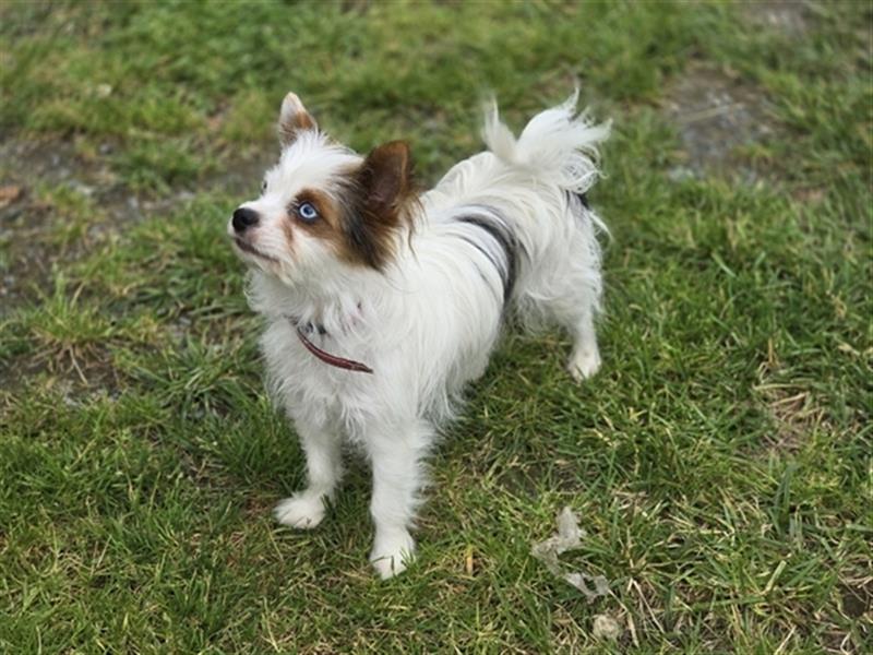 Yorkshire Terrier Blue Diamond Yorkshire Hündin