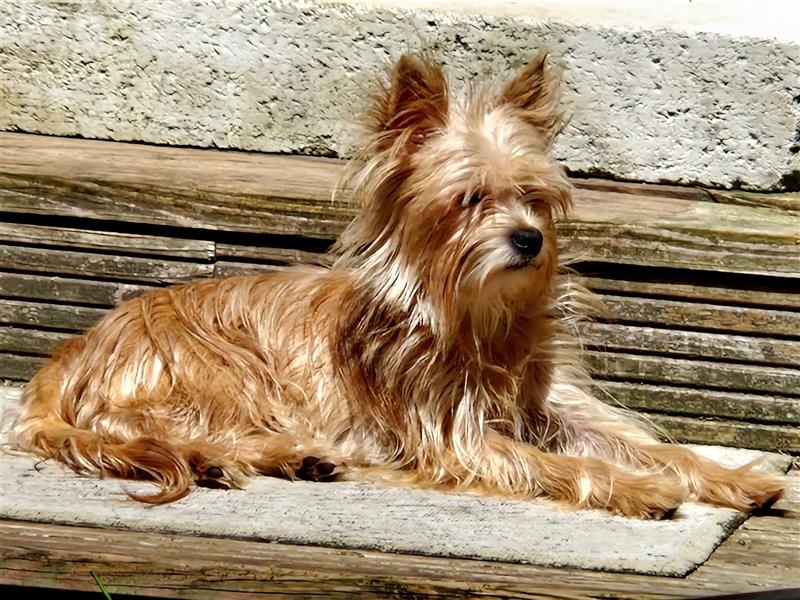 Yorkshire Terrier