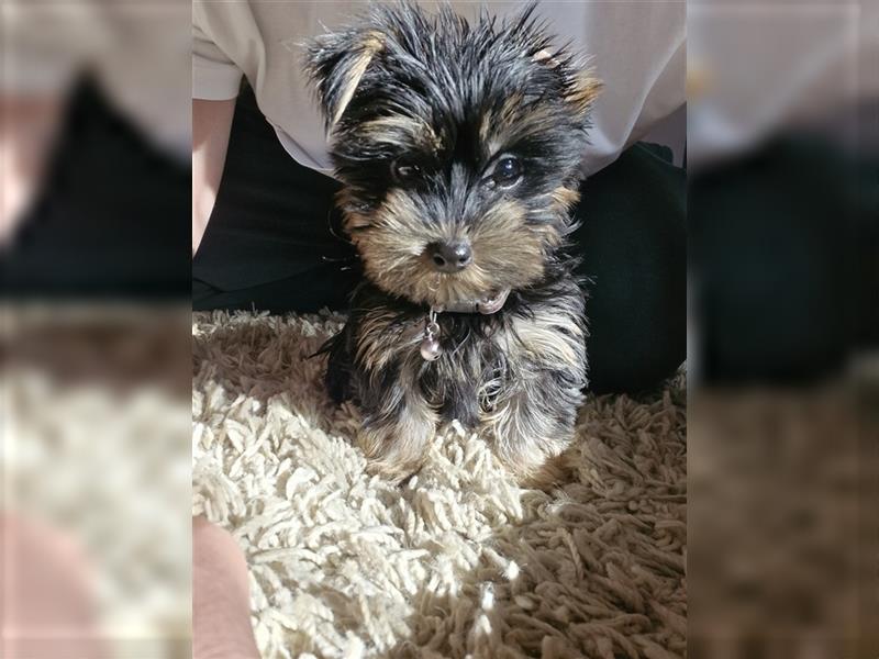 MINI Yorkshire Terrier