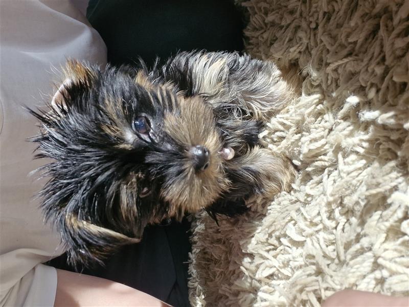 MINI Yorkshire Terrier