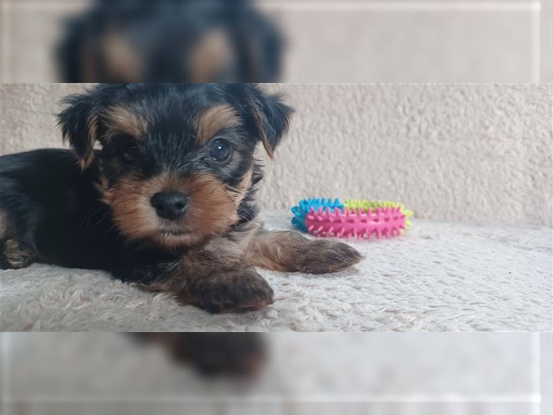 Yorkshire Terrier Welpe jetzt abzugeben