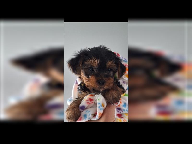 Yorkshire Terrier Welpe jetzt abzugeben