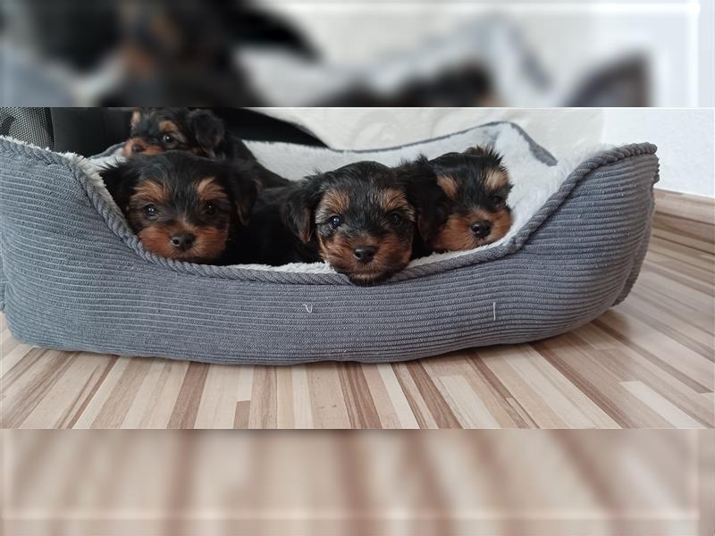 Yorkshire Terrier Welpe jetzt abzugeben